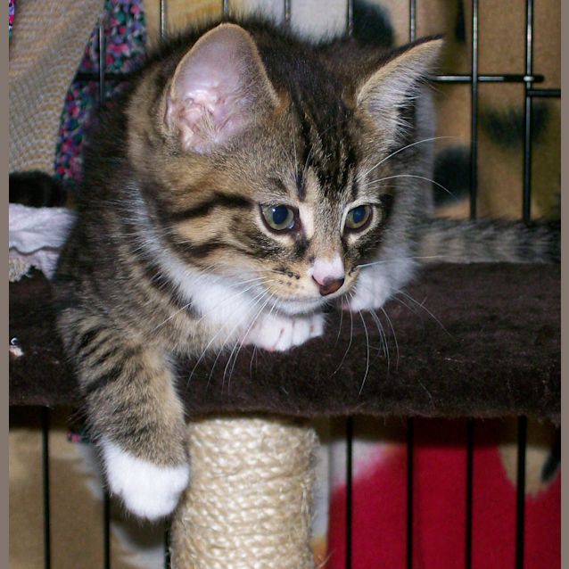 Photo of Pedro