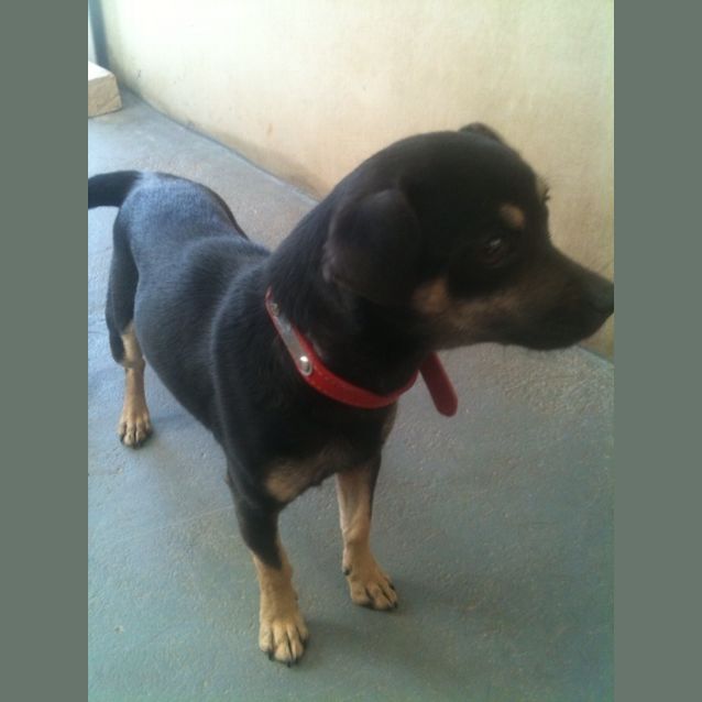 Photo of Sprite Av355 *Adoption Pending*