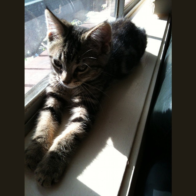 Photo of Mojo