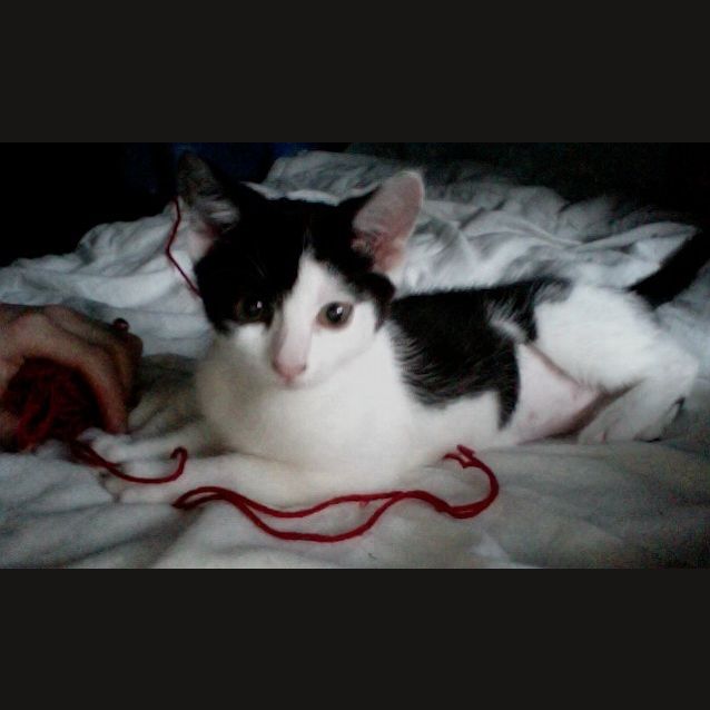 Photo of Tinkies