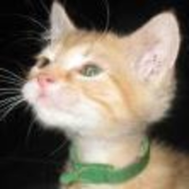 Photo of Treacle