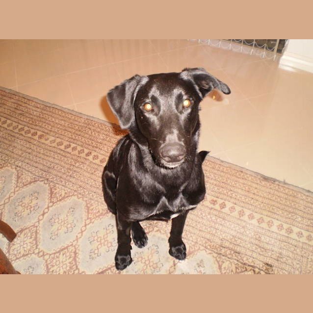 Photo of Jet The Most Placid Sook You Will Ever Meet!