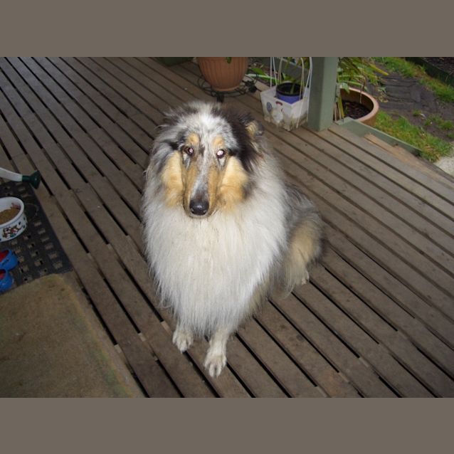 Photo of Popeye ***On Hold***