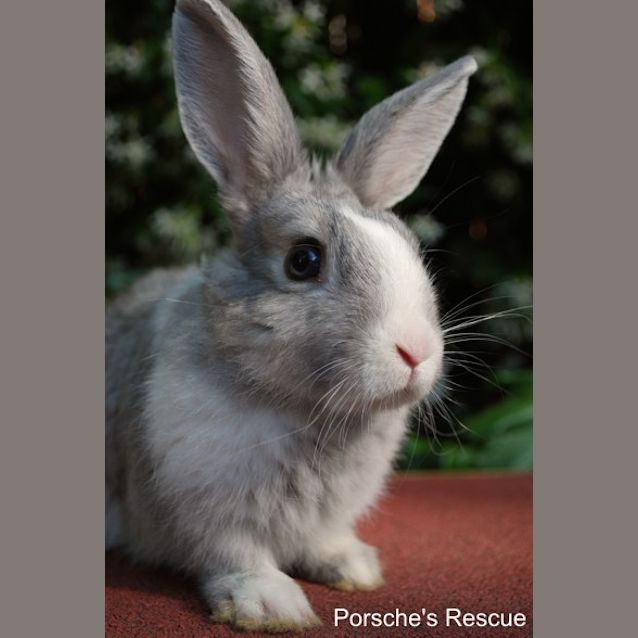 Photo of Rinko  Desexed And Vaccinated  On Hold