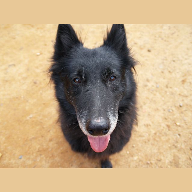 Photo of Gracie