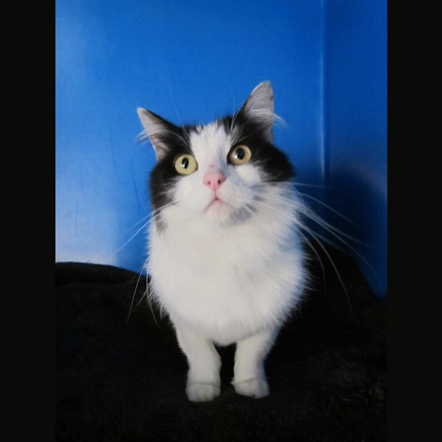 Photo of Penny