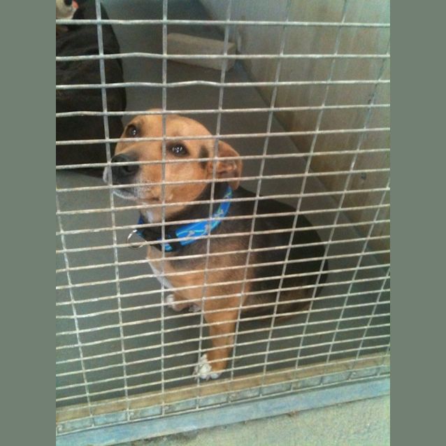 Photo of Cudie Av358 *Adoption Pending*