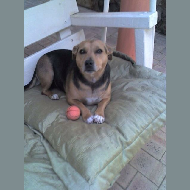 Photo of Cudie Av358 *Adoption Pending*