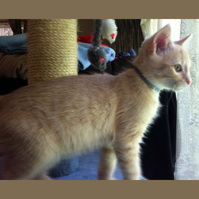 Photo of Bingo   On Trial In His New Home!