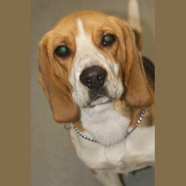 Photo of Urgent Foster Care   Imminent Deadline