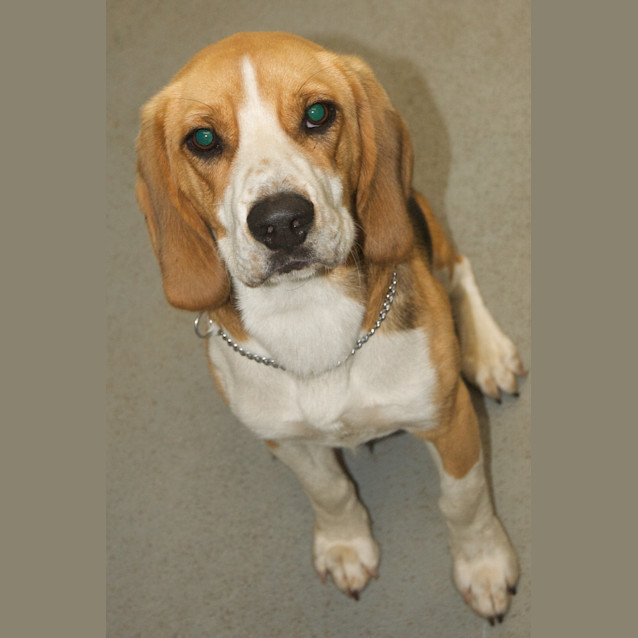 Photo of Urgent Foster Care   Imminent Deadline