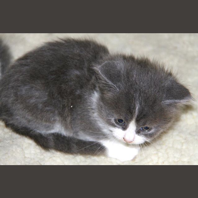 Photo of Kitten 4