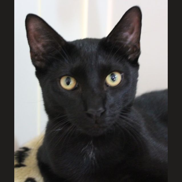 Photo of Kaleb(c1739)