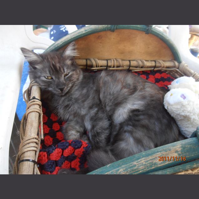 Photo of Pixie