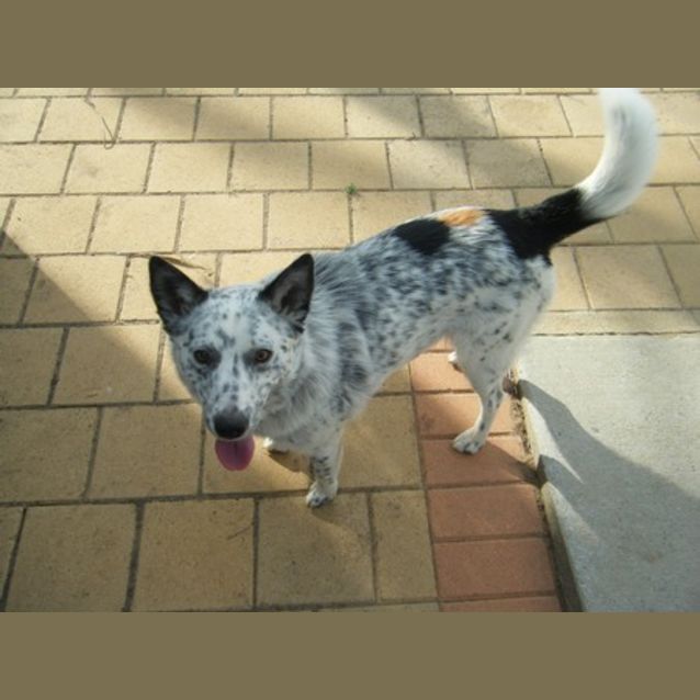 Photo of Tazz Av362