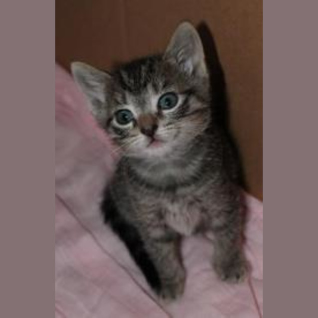 Photo of Squeak