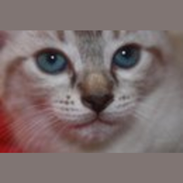 Photo of Sassy
