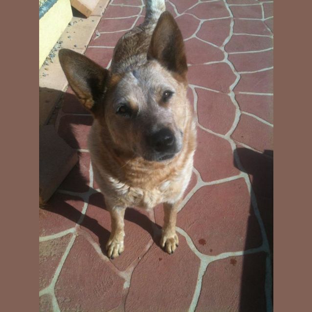 Photo of Bonnie Av363who Is Willing To Change This Dogs Wor