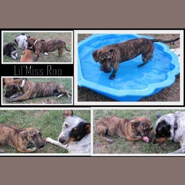 Photo of Adoption Pending   Roo ; )