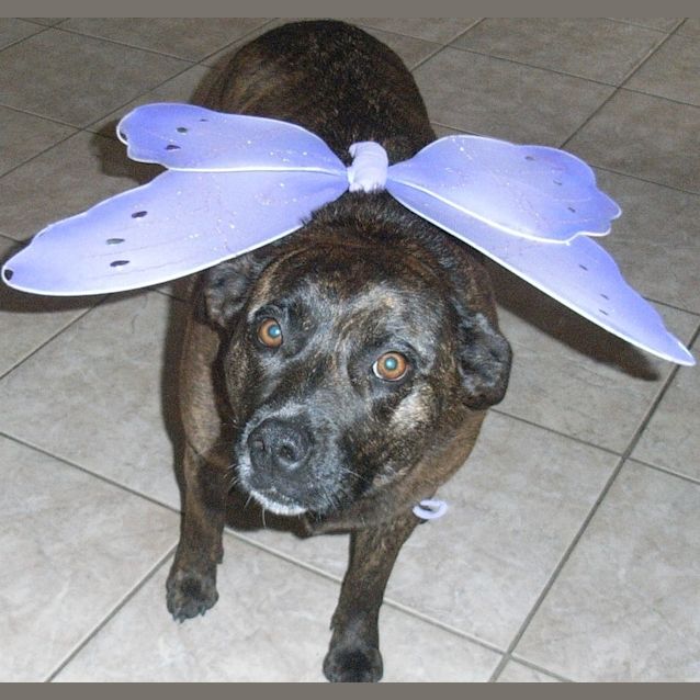 Photo of Angel Lilly