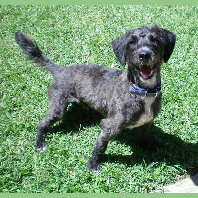 Photo of Buddy *On Trial*