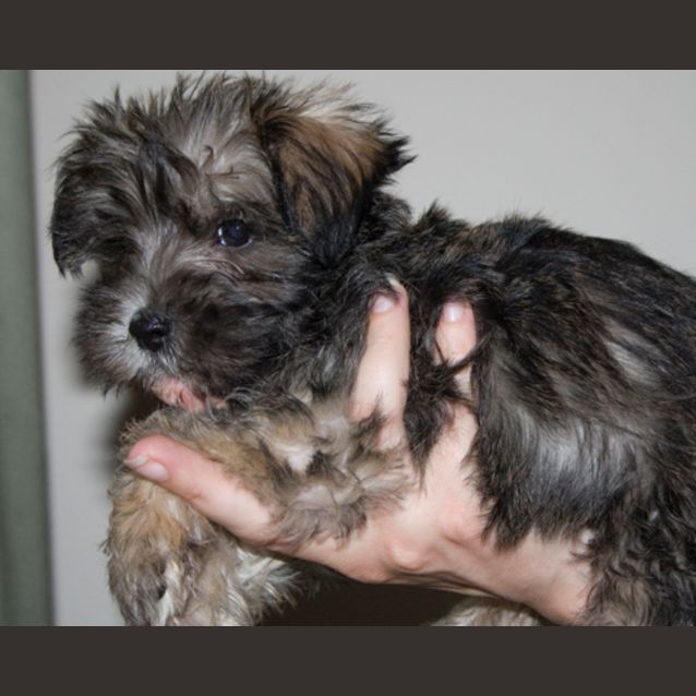 Photo of Ewok