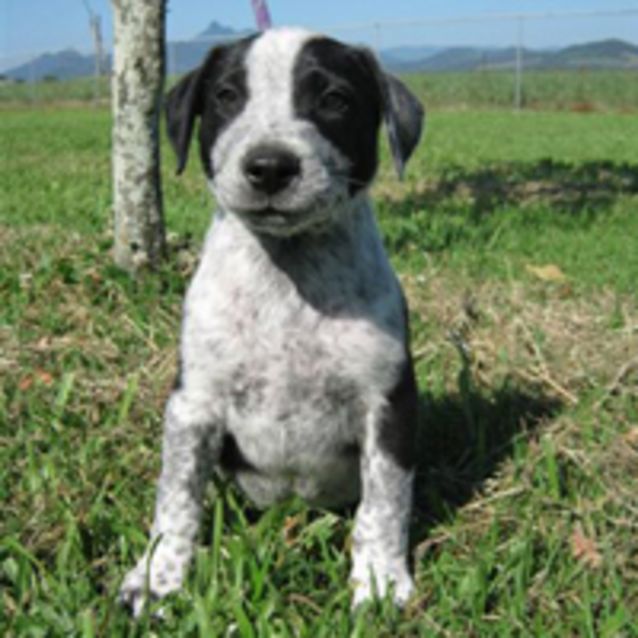 Photo of Dargo