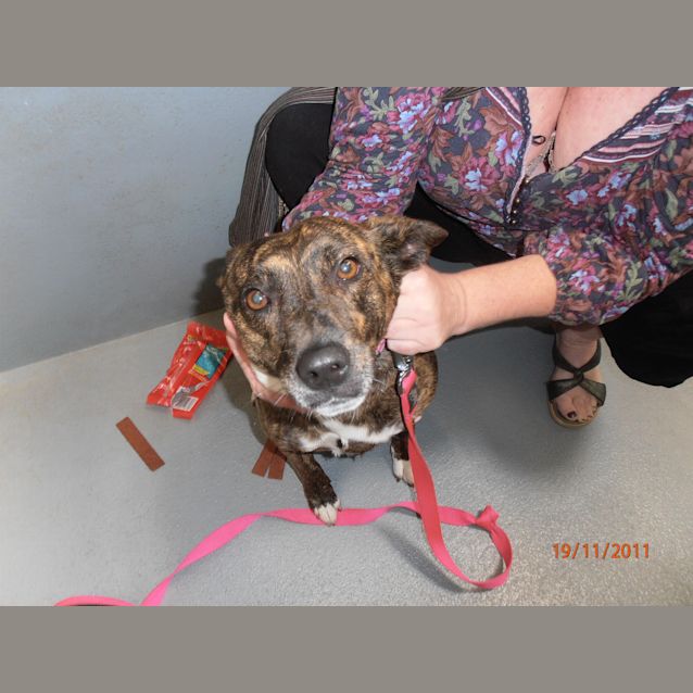 Photo of Pound Dog Foster Carer By Friday