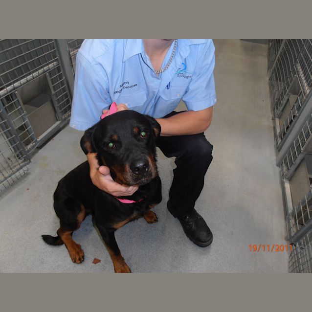 Photo of Pound Dog  Foster Carer Needed