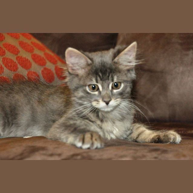 Photo of Asha (C1744)