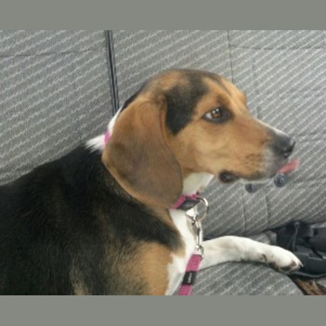 Photo of Daphne