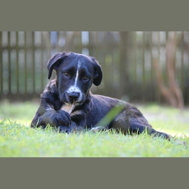Photo of Gypsy