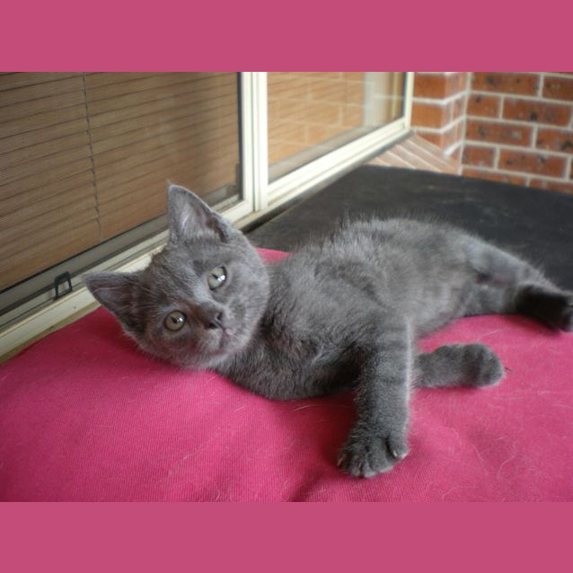 Photo of Smokey Joe
