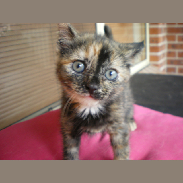 Photo of Sassy