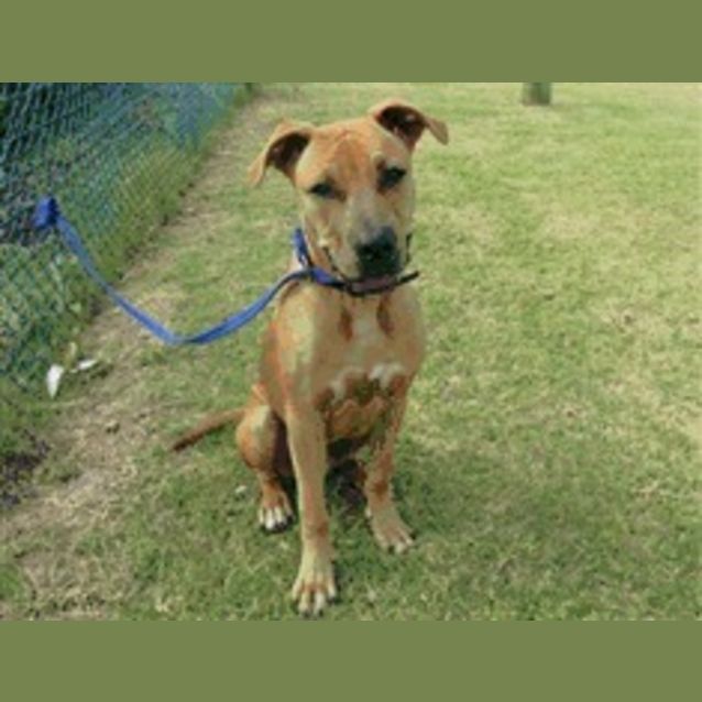 Photo of 12 Month Pup In Pound Sunday Deadline