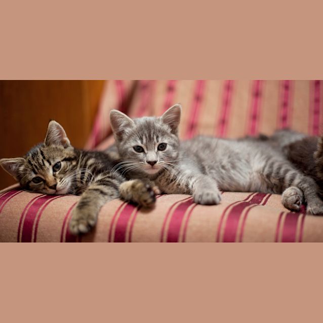 Photo of Various Kittens