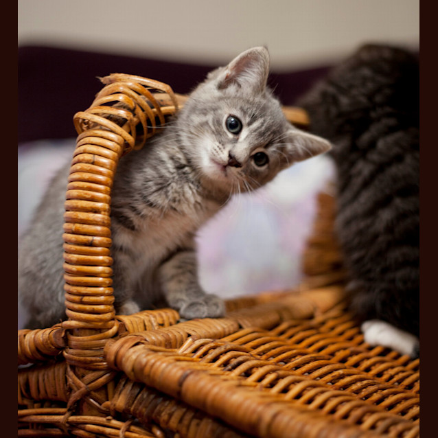 Photo of Various Kittens