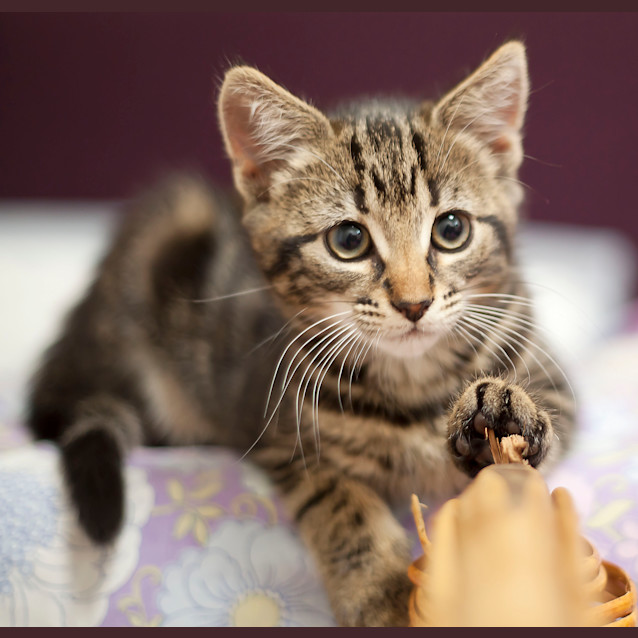 Photo of Various Kittens