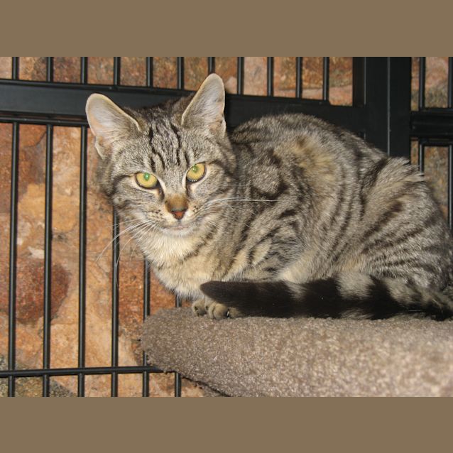 Photo of Tillie