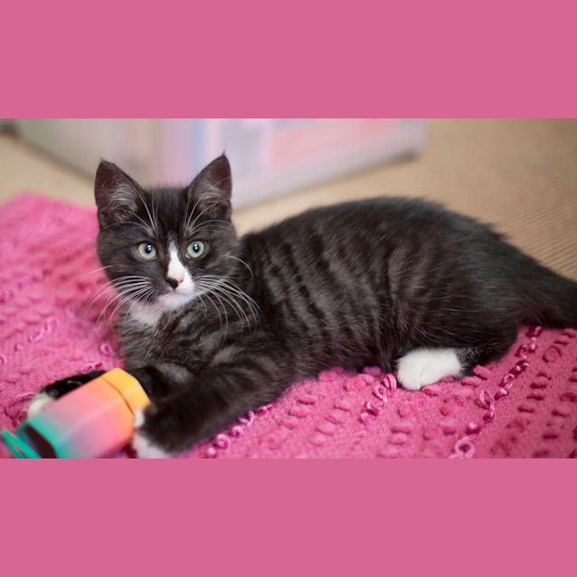 Photo of Various Kittens