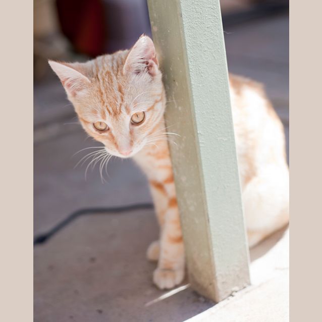 Photo of Various Kittens