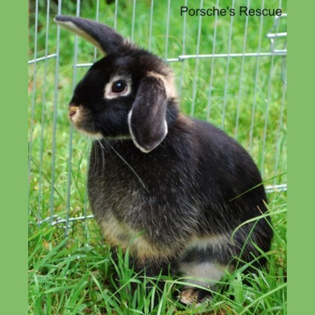 Photo of Sparkles And Batman  Desexed And Vaccinated