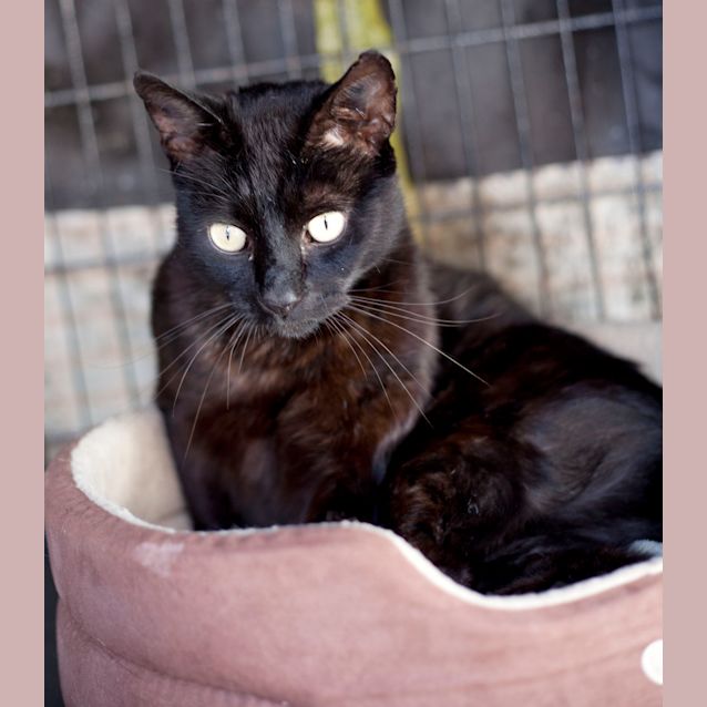 Photo of Sooky