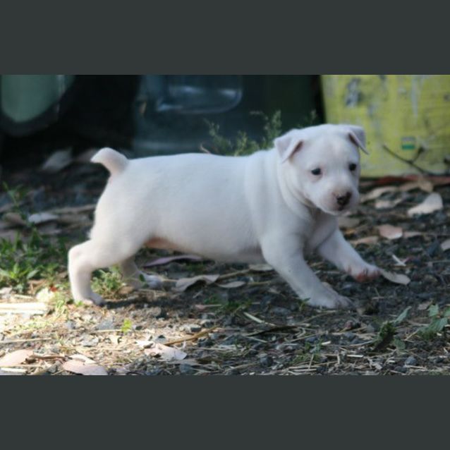 Photo of Bronte   On Hold