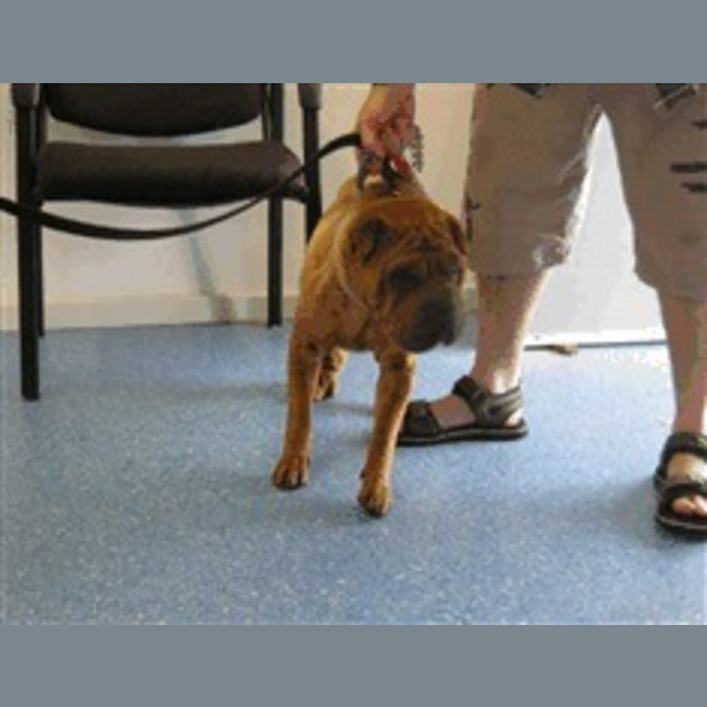 Photo of Pound Sharpei   In The Pound Foster Needed