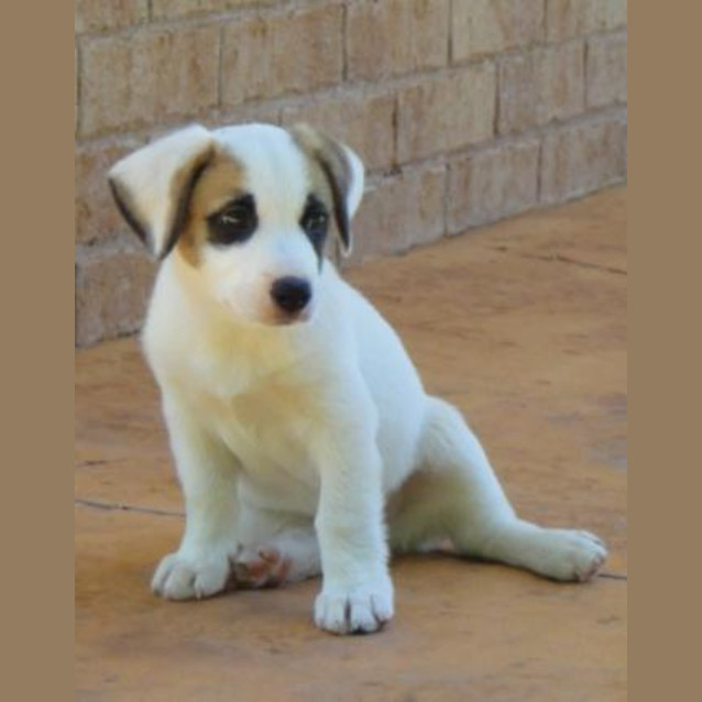 Photo of Radleigh(d2000)*Adopted*