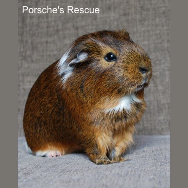 Photo of Carob  On Hold