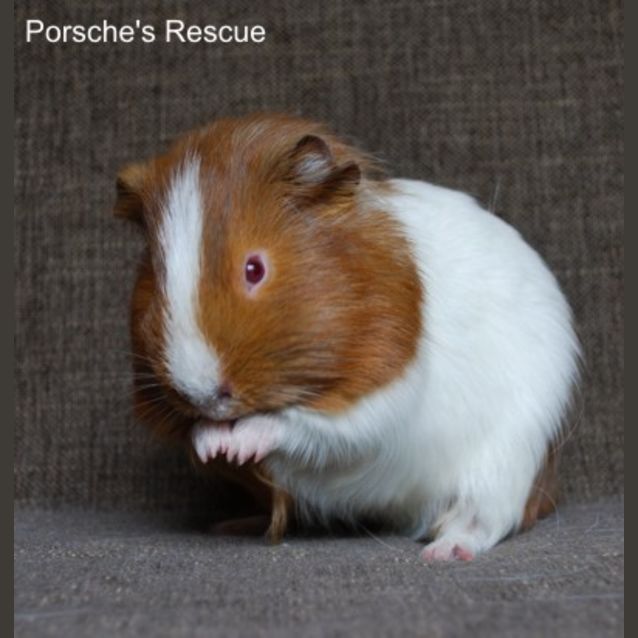 Photo of Chicory  On Hold