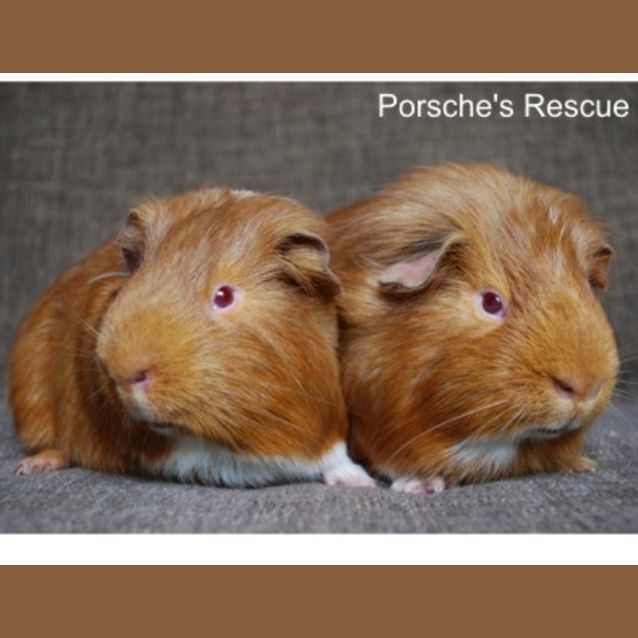 Photo of Caraway (Must Be Adopted With Cardamon)