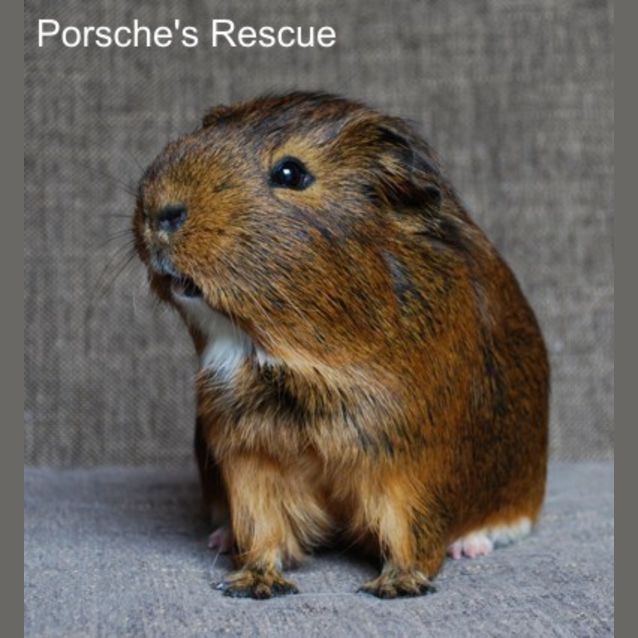 Photo of Carob  On Hold